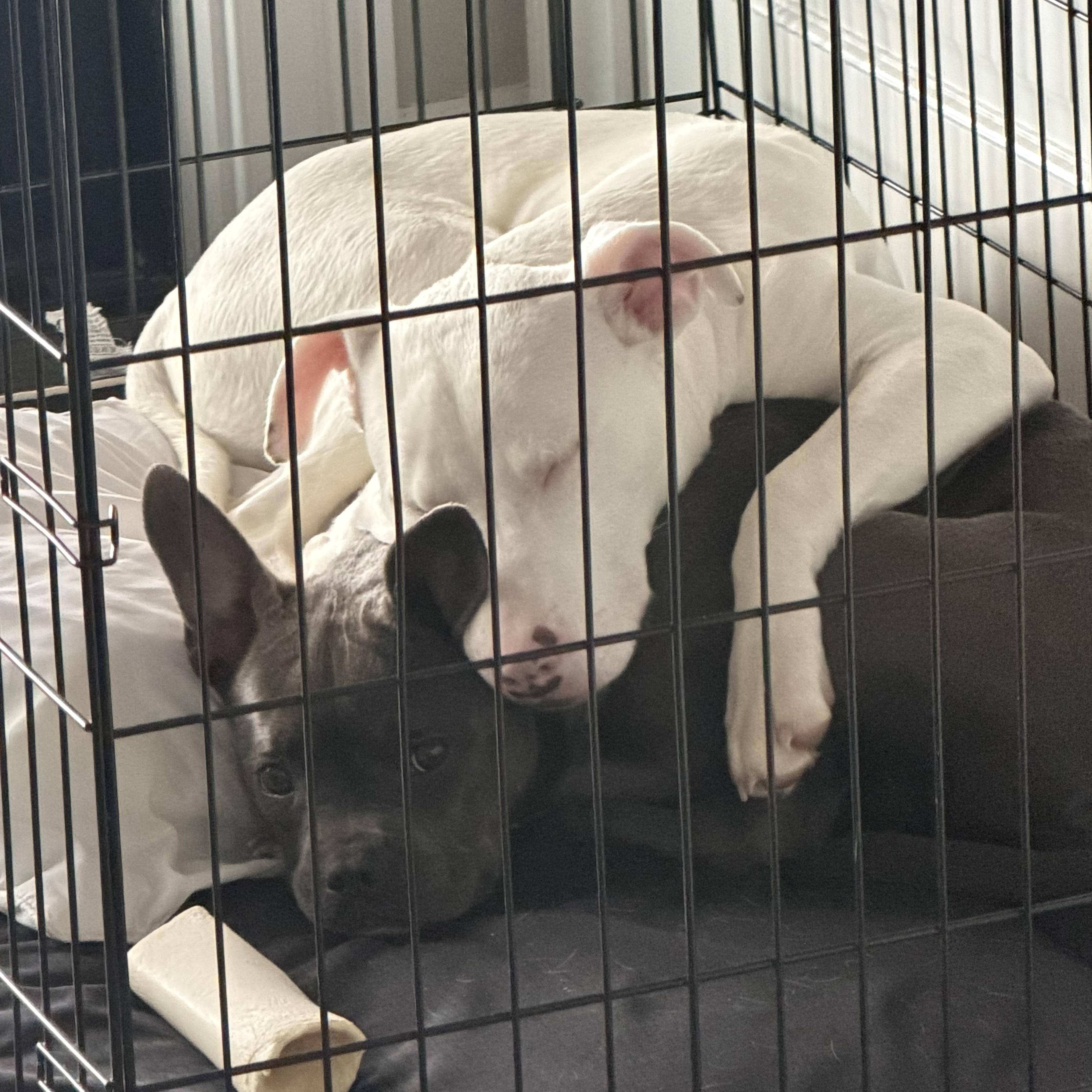 Gracie Pearl & Coco thumbnail 3