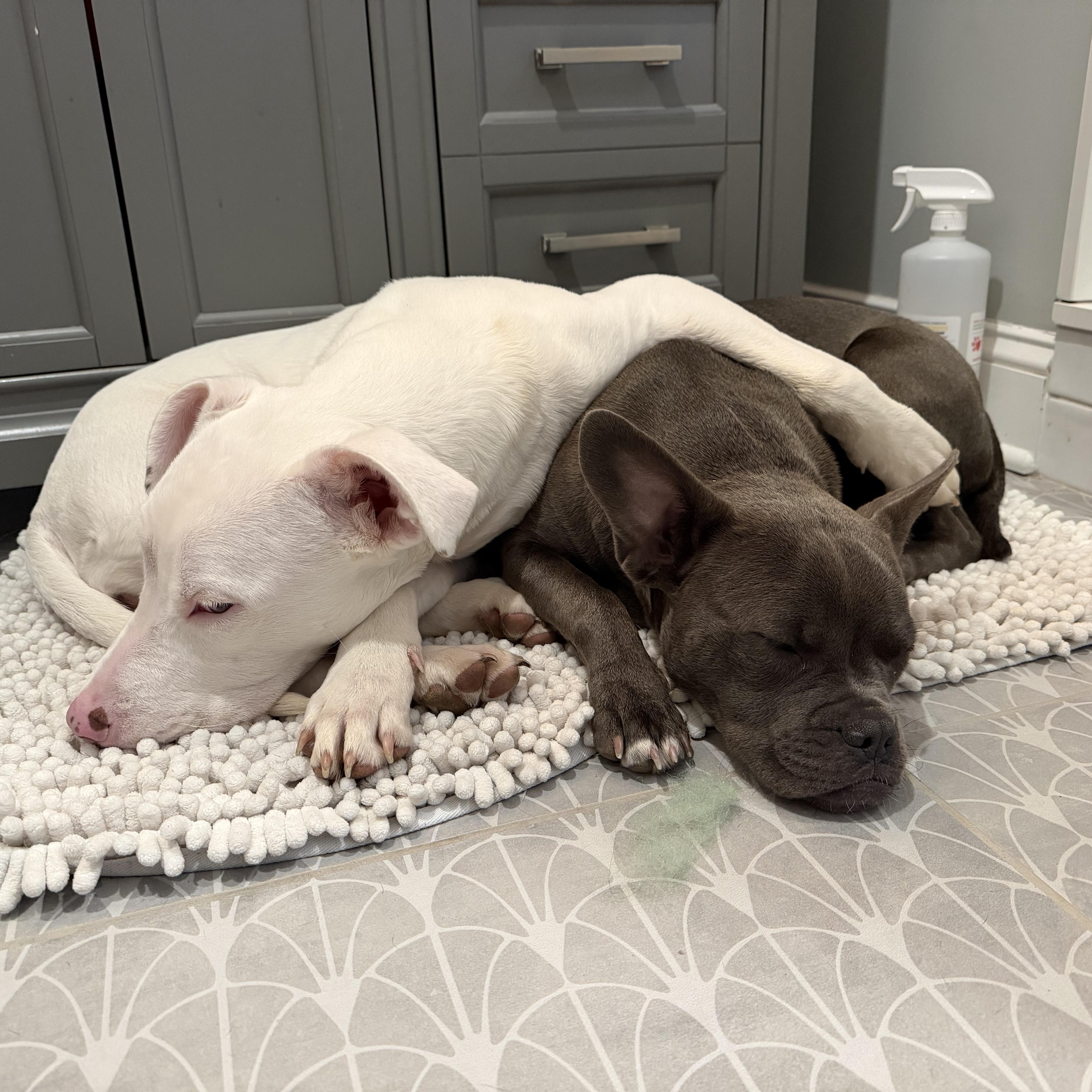 Gracie Pearl & Coco thumbnail 4