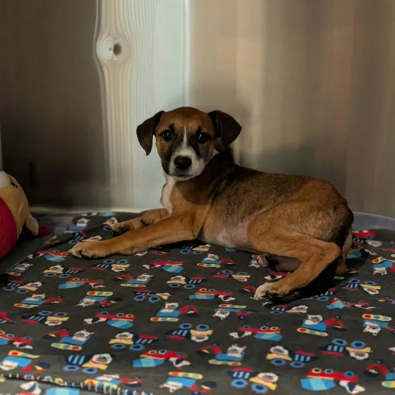 A baby medium-sized female Yellow / Tan / Blond / Fawn Mixed Breed dog named Meryl for adoption in Griswold, CT