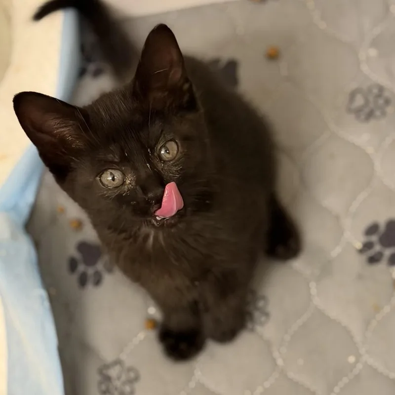A baby small-sized female Black Domestic Short Hair cat named Cici for adoption in Houston, TX