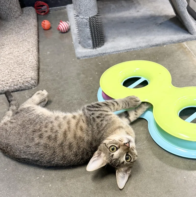 Johnny Cash thumbnail 2