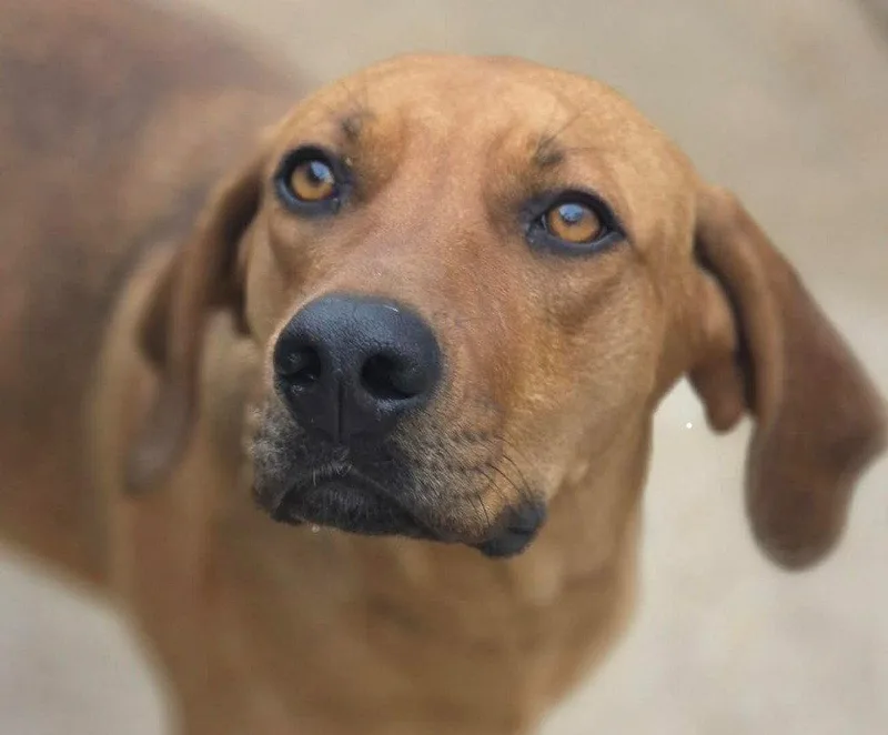 A young large-sized female Coonhound dog named Cinnamon for adoption in Bloomfield, CT
