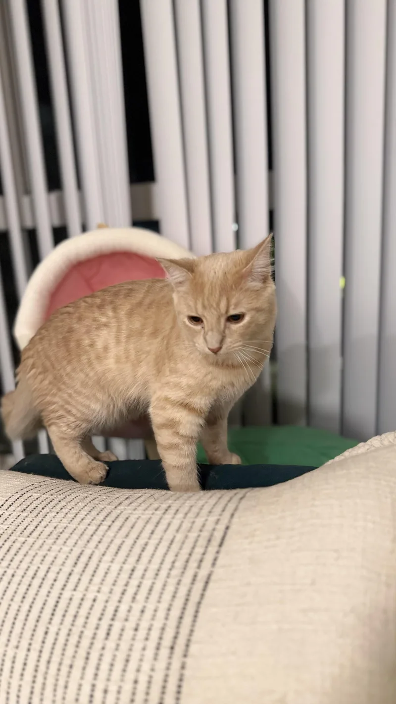 Phillip “sharing Brain Cell thumbnail 3