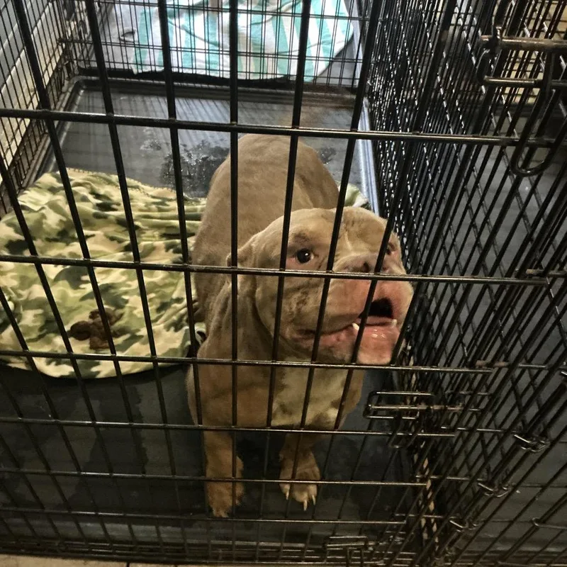 An adult medium-sized male Brown / Chocolate Mixed Breed dog named Finley for adoption in Columbus, GA