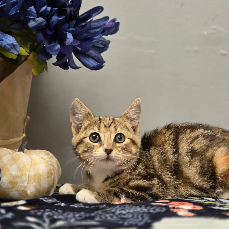 A young medium-sized female Domestic Short Hair cat named Tootsie for adoption in Effingham, IL