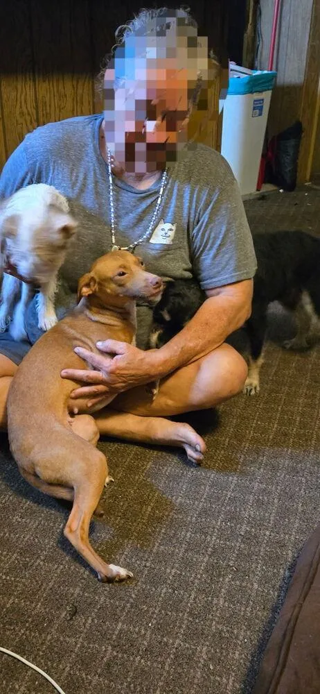 A young small-sized female Tricolor (Brown, Black, & White) Chihuahua dog named Lady Junebug for adoption in Silsbee, TX