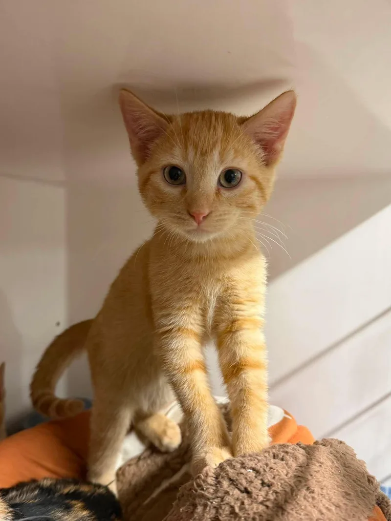 A young medium-sized male Buff / Tan / Fawn Domestic Short Hair cat named Shroom for adoption in Leitchfield, KY