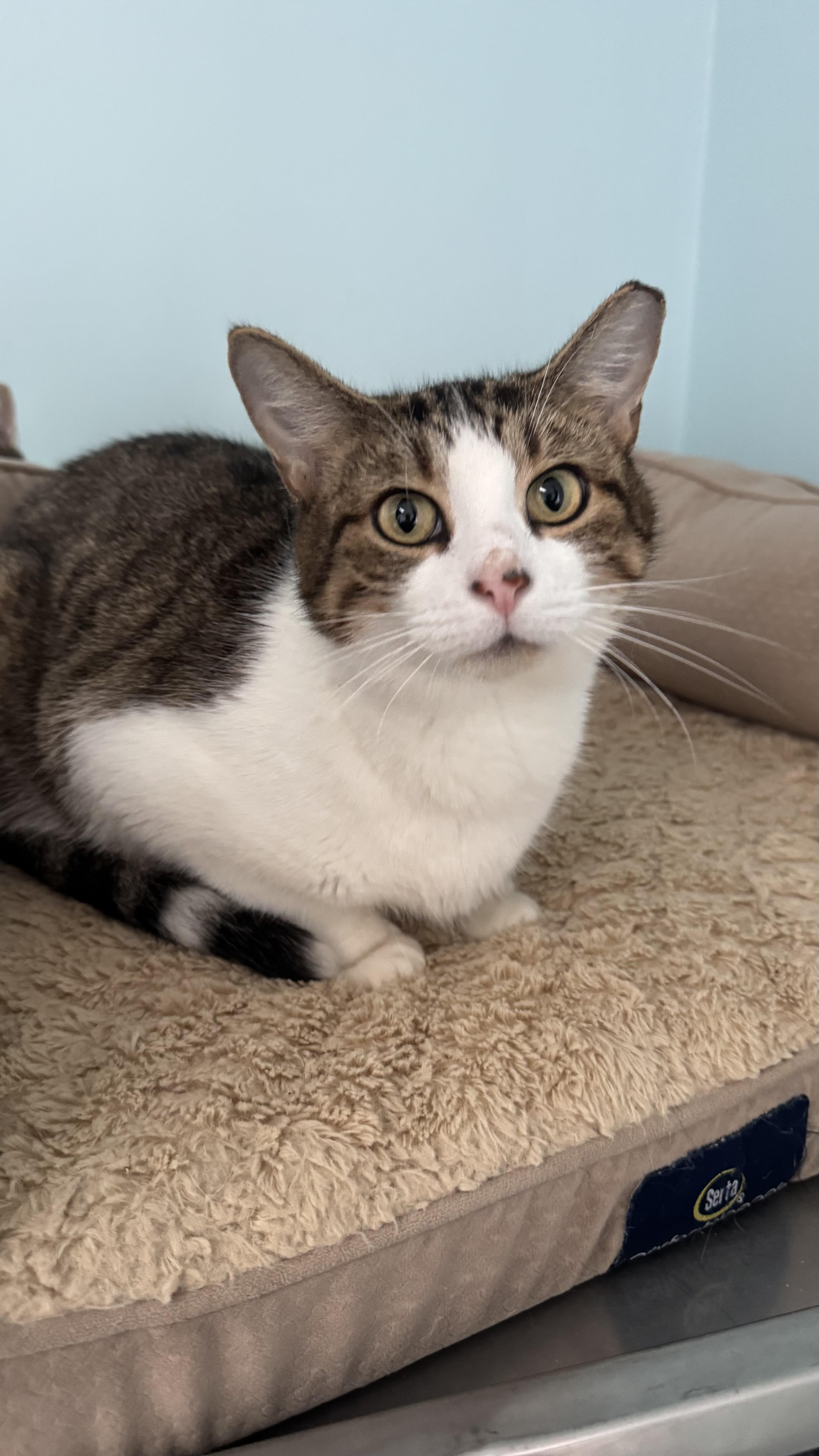 An adult medium-sized female Tabby (Brown / Chocolate) Domestic Short Hair cat named Sweetie for adoption in Fall River, MA