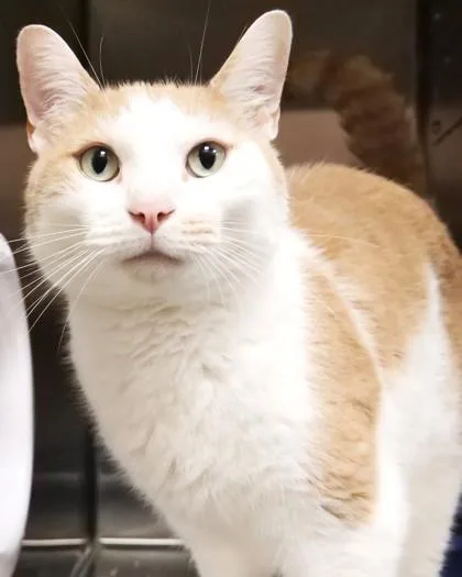 An adult medium-sized male Domestic Short Hair cat named The Muffin Man for adoption in Fishers, IN