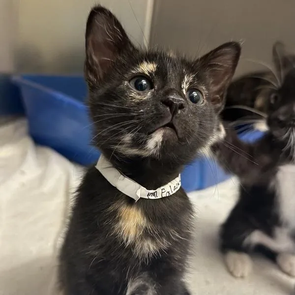 A baby small-sized female Domestic Short Hair cat named Falcata for adoption in Walnut Creek, CA
