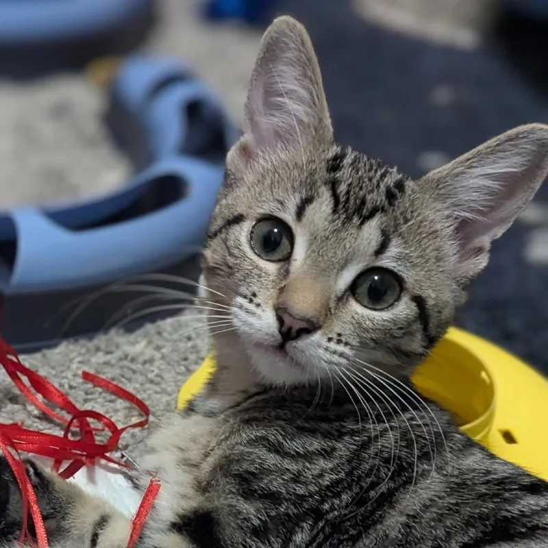 A baby small-sized female Domestic Short Hair cat named BCatalina for adoption in Arizona City, AZ