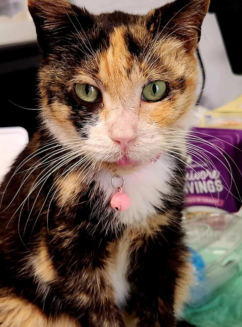 A senior small-sized female Tortoiseshell cat named Kaliflower for adoption in Spring Hill, FL
