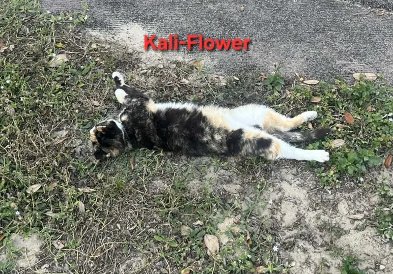 Kaliflower thumbnail 2
