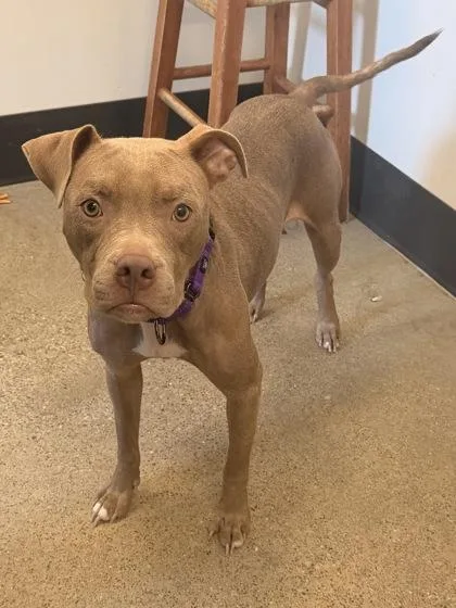 A young medium-sized female Yellow / Tan / Blond / Fawn Pit Bull Terrier dog named Tilly for adoption in Cleveland, OH