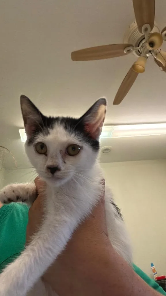 Dottie thumbnail 2