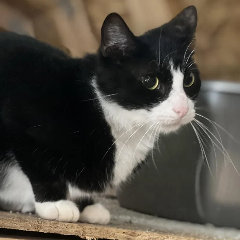 An adult small-sized male Black Domestic Short Hair cat named Barry  Shy for adoption in ATOKA, TN