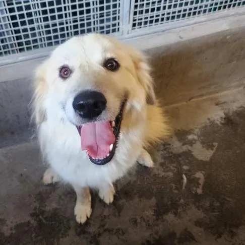 An adult large-sized female White / Cream Labrador Retriever dog named Noel A for adoption in Mission Hills, CA