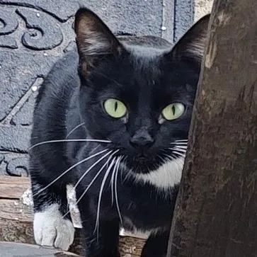 A young small-sized female Black Domestic Short Hair cat named Poppy for adoption in Layton, UT