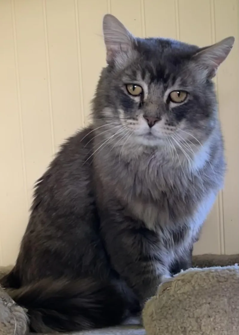 An adult large-sized male Gray / Blue / Silver Maine Coon cat named Smokey Mctavish for adoption in Bow, WA