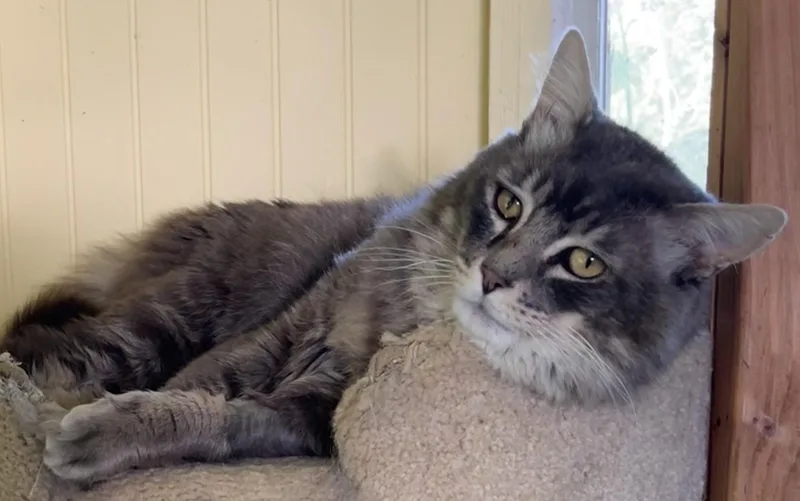 Smokey Mctavish thumbnail 3