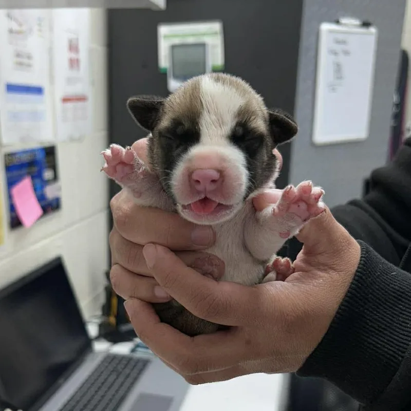 A baby medium-sized male Brown / Chocolate Mixed Breed dog named Lt. Dan for adoption in Bastrop, TX