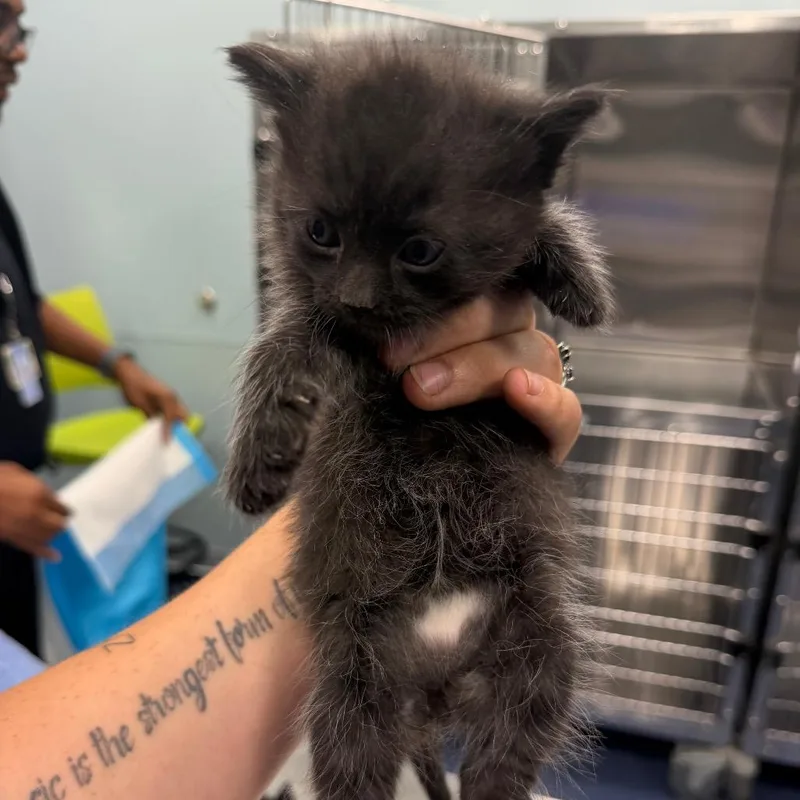 A baby small-sized male Black Domestic Short Hair cat named Jet for adoption in Greensboro, NC