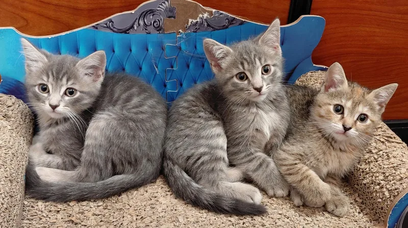 A baby medium-sized male Tabby (Gray / Blue / Silver) Extra-Toes Cat / Hemingway Polydactyl cat named Tj for adoption in Marvin, NC