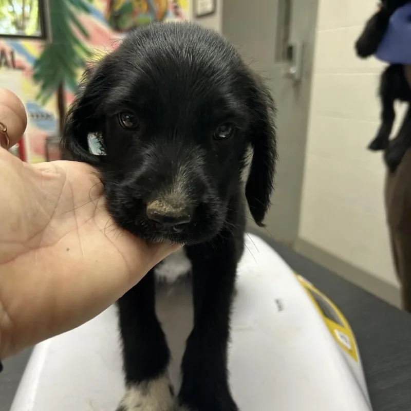 A baby small-sized male Black Wire Fox Terrier dog named Gucci for adoption in Lufkin, TX