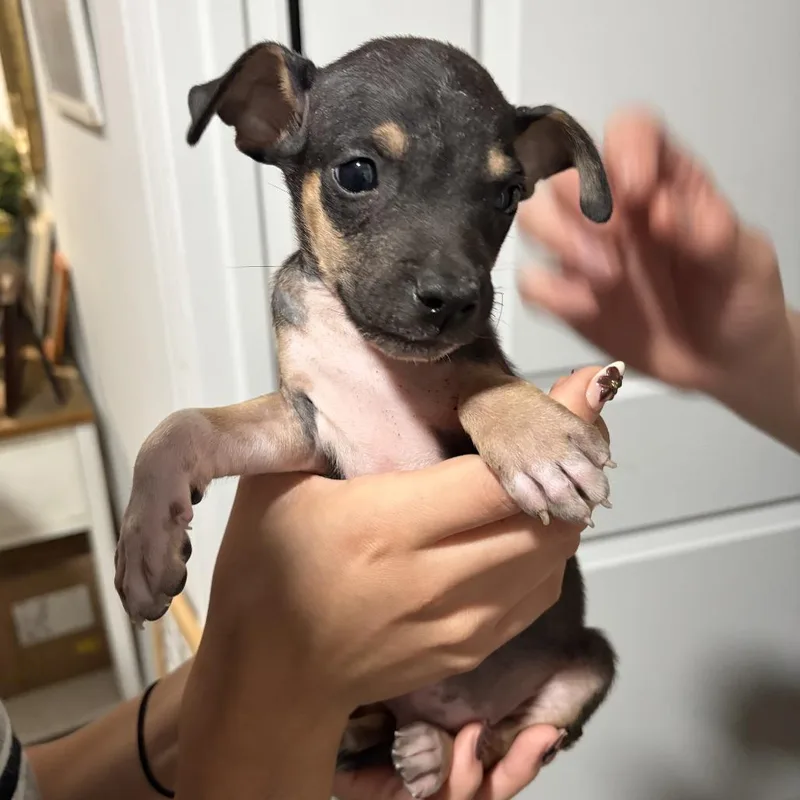A baby small-sized male Chihuahua dog named Joe Jonas for adoption in Brownsville, TX