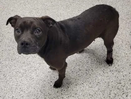 An adult medium-sized female Black Pit Bull Terrier dog named Violet for adoption in Kansas City, MO