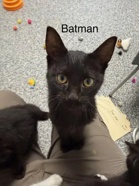 Batman