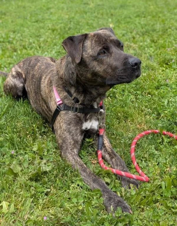 An adult large-sized male Mixed Breed dog named Tigger for adoption in Vancouver, WA