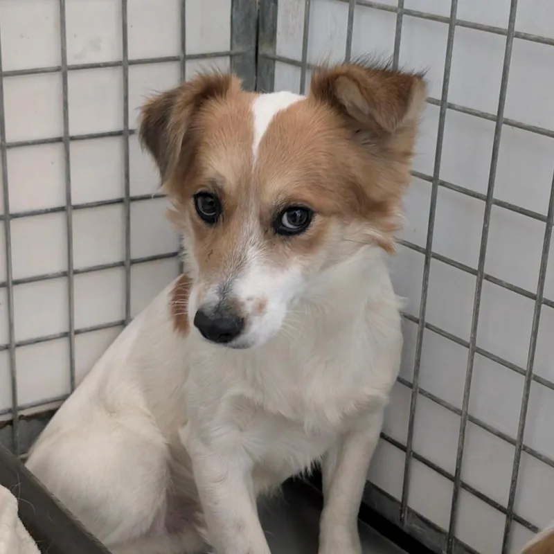 An adult small-sized male White / Cream Spaniel dog named Kipper for adoption in Chico, CA