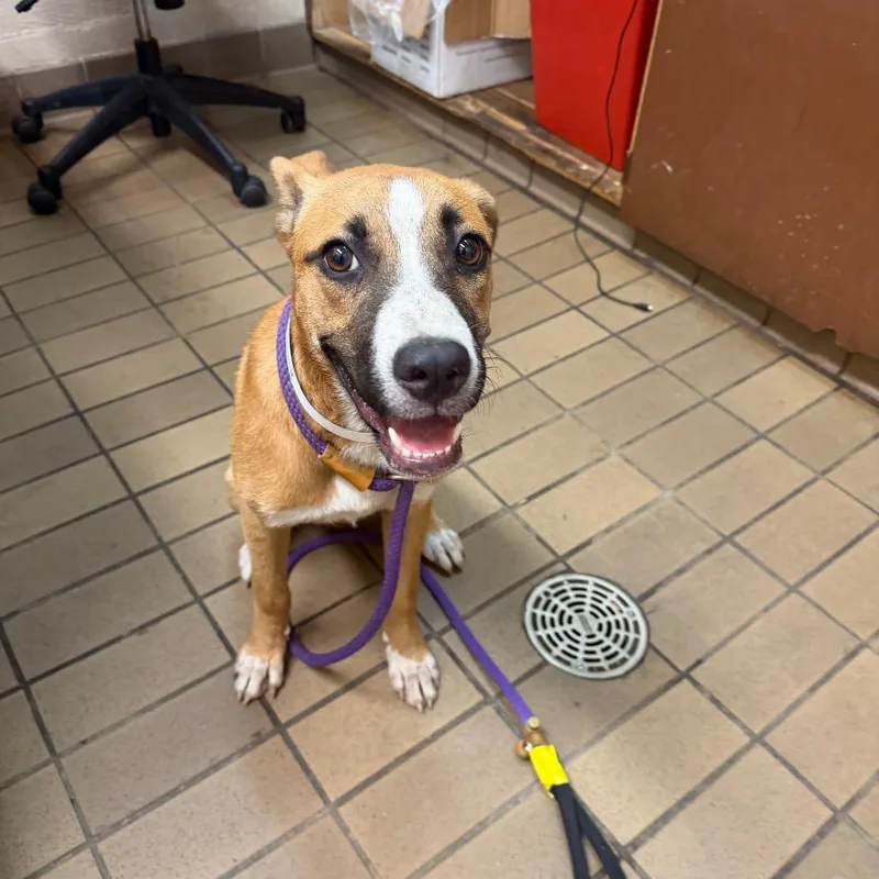 A young medium-sized female Retriever dog named Lizzie for adoption in Birmingham, AL