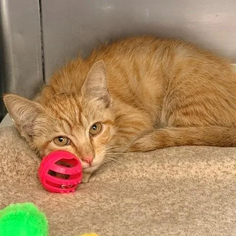 A baby small-sized male Orange / Red Domestic Short Hair cat named Creedence for adoption in Hawthorne, CA