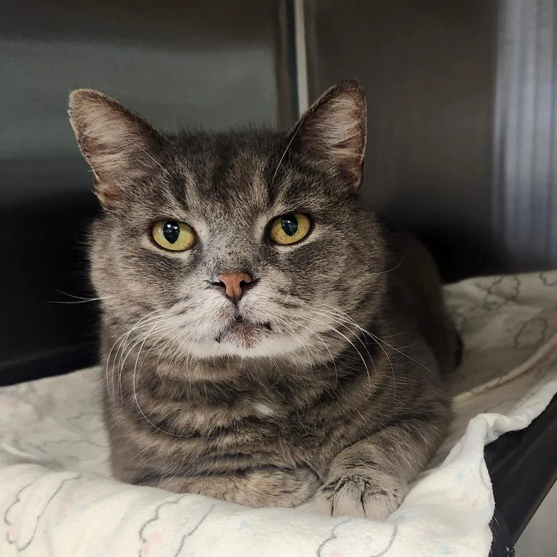 An adult large-sized male Gray / Blue / Silver Domestic Short Hair cat named Dusty for adoption in Columbia Station, OH