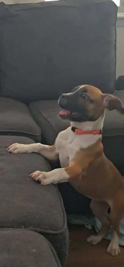 A baby medium-sized female White / Cream American Bulldog dog named Joanna for adoption in Wichita Falls, TX