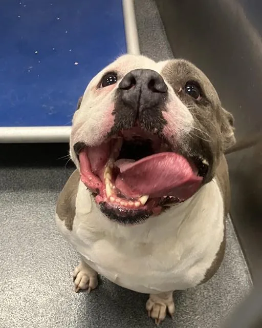 An adult large-sized female Pit Bull Terrier dog named Teagan for adoption in Dallas, TX