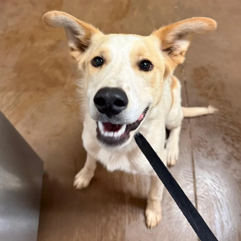 A young medium-sized male White / Cream Mixed Breed dog named Goose  Butler Campus! for adoption in Flagstaff, AZ