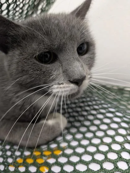 An adult small-sized female Domestic Short Hair cat named Massie for adoption in West Chester, PA