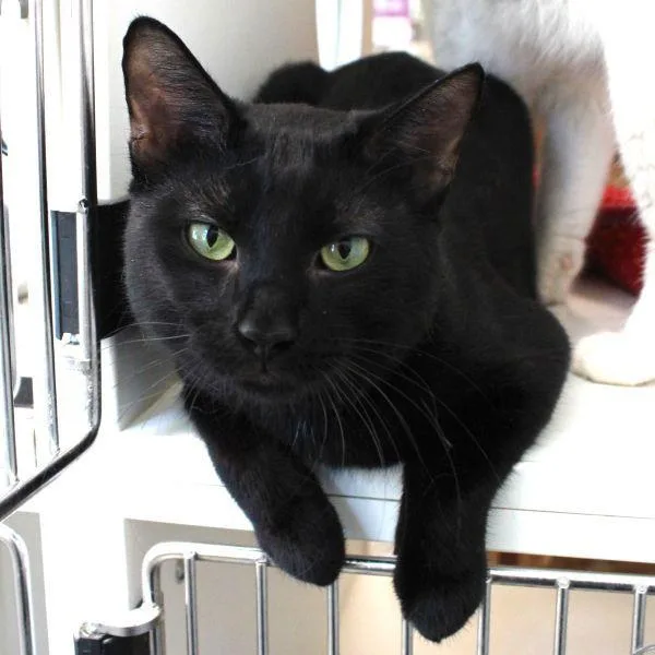 An adult small-sized male Domestic Short Hair cat named Milo Bonded Buddy for adoption in Des Moines, IA