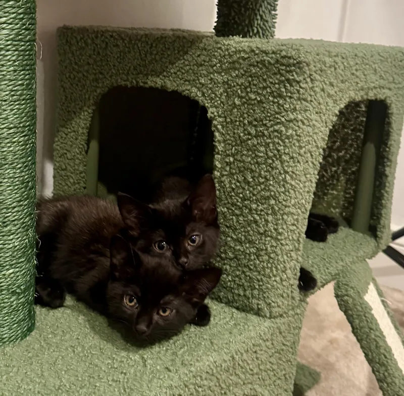A baby medium-sized female Black Domestic Short Hair cat named Magic and Mystery for adoption in Gilroy, CA