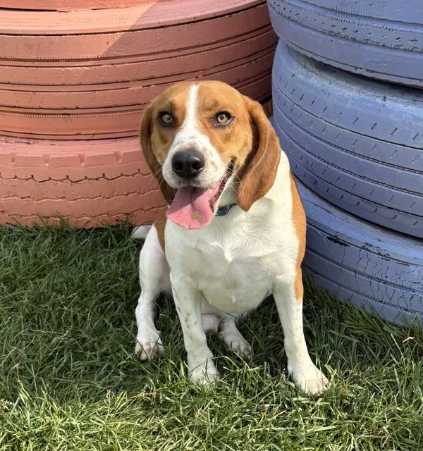 An adult medium-sized male Beagle dog named Batoben for adoption in Sioux City, IA