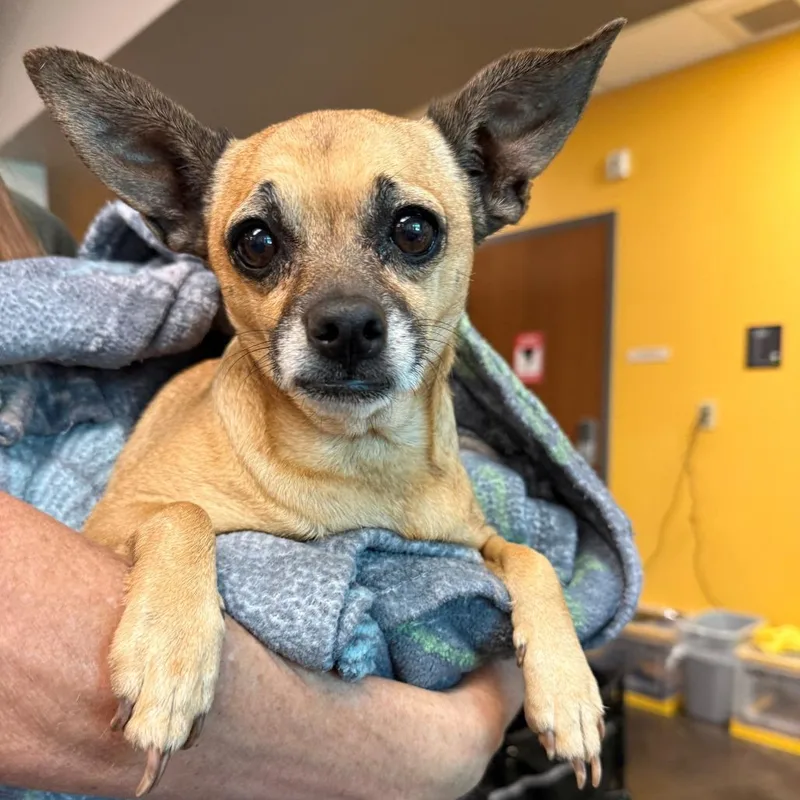An adult small-sized female Yellow / Tan / Blond / Fawn Chihuahua dog named Big Dog for adoption in Norman, OK
