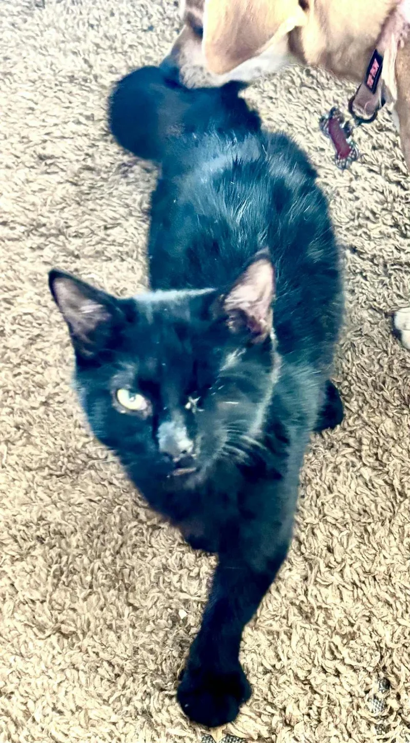 A young large-sized male Black Domestic Short Hair cat named Luke for adoption in Scotland Neck, NC