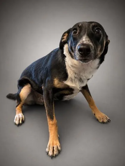 A young medium-sized male Australian Cattle Dog / Blue Heeler dog named Tyson for adoption in Bowling Green, KY