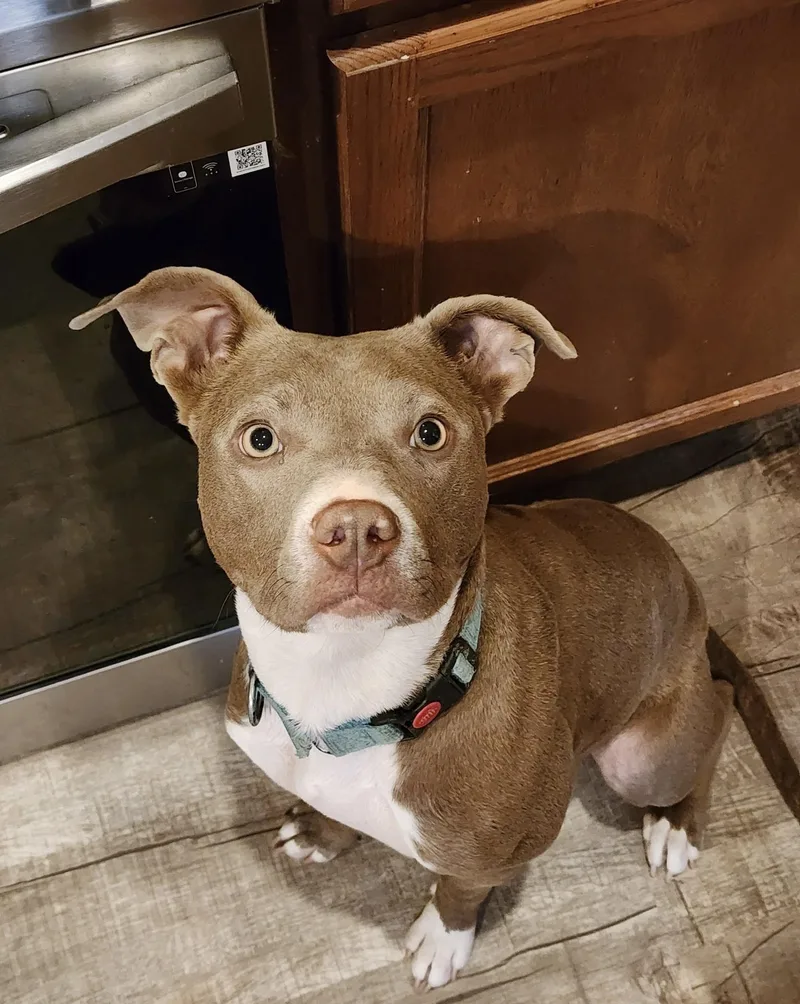 A young medium-sized female American Staffordshire Terrier dog named Xena for adoption in San Antonio, TX