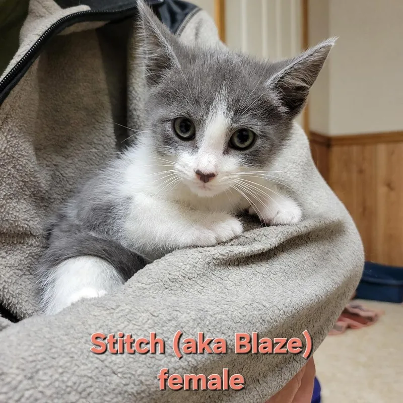 A baby small-sized female Gray / Blue / Silver Domestic Short Hair cat named Stitch for adoption in Abingdon, MD