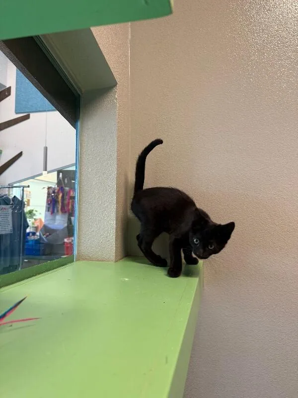 An adult medium-sized female Black Domestic Short Hair cat named Minerva for adoption in Fort Collins, CO