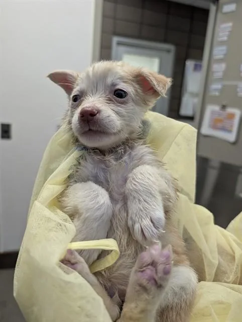 A baby small-sized female Australian Shepherd dog named Lark for adoption in Tucson, AZ